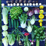 CSA is a SNAP Membership 2023: Whole Share, Full Season (23 weeks)